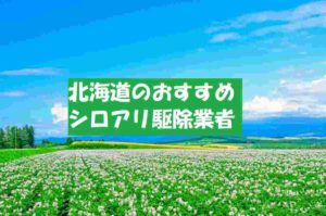 【北海道】おすすめのシロアリ駆除業者！料金費用の相場はいくら？