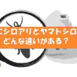 イエシロアリとヤマトシロアリの違い！被害・分布状況・生態・見た目の違い！