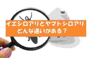 イエシロアリとヤマトシロアリの違い！被害・分布状況・生態・見た目の違い！
