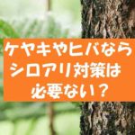 ヒノキやヒバはシロアリに強く被害は出ない?駆除が必要ないって本当?