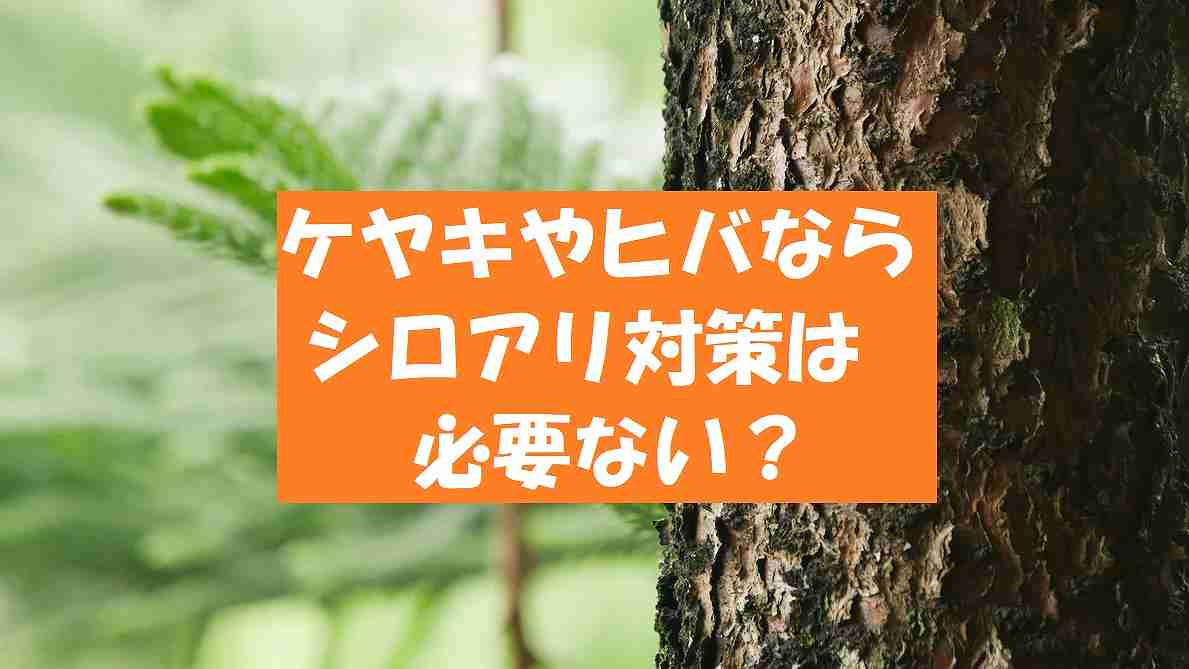 ヒノキやヒバはシロアリに強く被害は出ない 駆除が必要ないって本当 シロアリ駆除業者ナビ 料金費用相場比較 白蟻対策方法