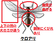 シロアリ駆除対策が必要ない状況とは 白アリ対処の必要がない理由とは シロアリ駆除業者ナビ 料金費用相場比較 白蟻対策方法