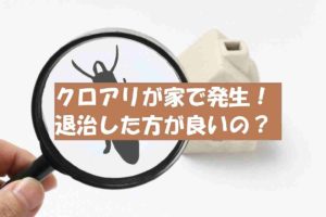 クロアリ（黒アリ）羽蟻が家で発生！駆除退治は必要？建物に被害はある？