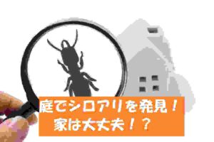 庭でシロアリ（ヤマトシロアリ）を発見！家に被害が出る可能性はある？