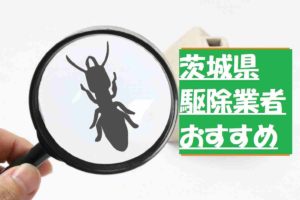 【茨城県】シロアリ駆除業者おすすめ3社!料金費用はいくら?相見積もりで相場を把握!