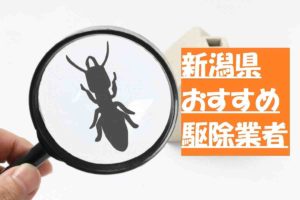 【新潟】シロアリ駆除おすすめ業者！料金費用相場や業者の選び方を紹介！