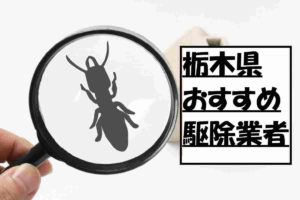 栃木県で探すおすすめ白アリ駆除業者！栃木の料金相場や選び方を紹介！