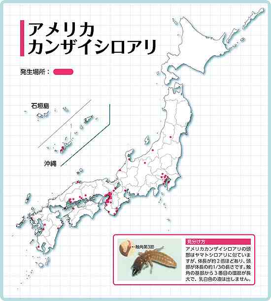 アメリカカンザイシロアリの生態とは 生息や被害地域はどこ プロに駆除依頼すべき理由 シロアリ駆除業者ナビ 料金費用相場比較 白蟻対策方法